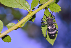 Aegorhinus phaleratus