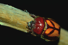 Oryctomorphus bimaculatus