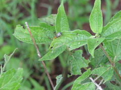 Rachicephala vittatipennis