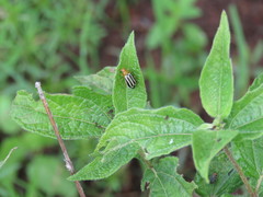 Rachicephala vittatipennis