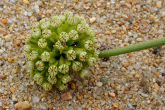 Asteriscium chilense