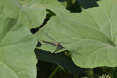 Erpetogomphus