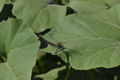 Erpetogomphus