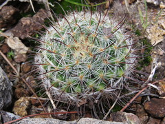 Mammillaria jaliscana