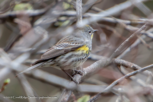 Yellow-rumped Warbler photographed in Wyoming