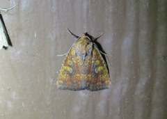 Perigea xanthioides