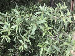 Quercus hypoleucoides