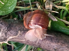 Helix pomatia