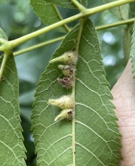 Caryomyia ansericollum