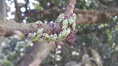 Metcalfiella