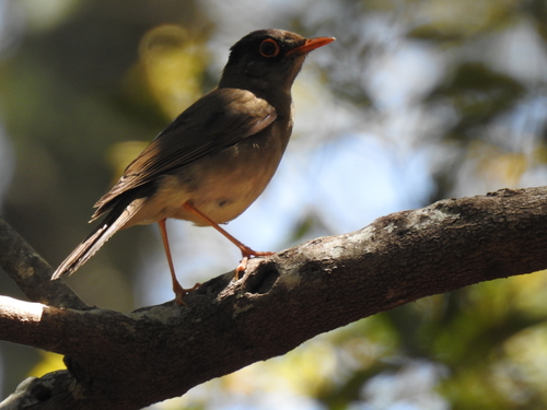 Black-headed Nightingale-Thrush (Catharus mexicanus), photo 8