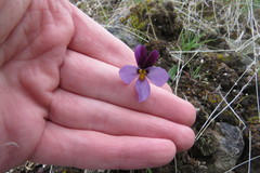 Viola trinervata