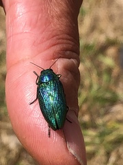 Buprestis adjecta