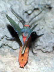 Pygarctia murina