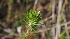 Leptosiphon floribundus glaber