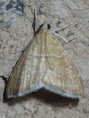 Scybalistodes vermiculalis