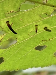 Caryomyia subulata
