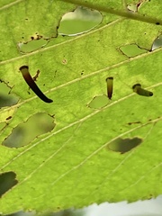 Caryomyia subulata