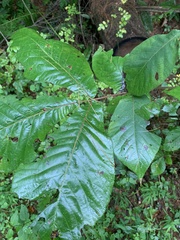 Caryomyia subulata