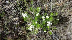 Leptosiphon floribundus glaber