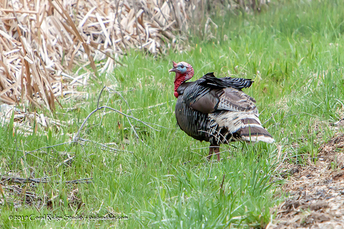 Wild Turkey photographed in Wyoming