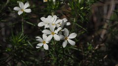 Leptosiphon floribundus glaber