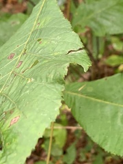Caryomyia subulata
