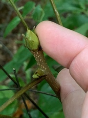 Caryomyia subulata