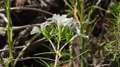Leptosiphon floribundus glaber