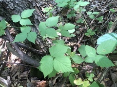 Rubus aboriginum