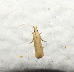 Coenochroa ablutella