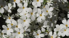 Leptosiphon floribundus glaber