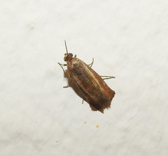Brachodes