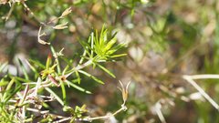 Leptosiphon floribundus glaber