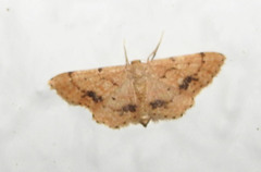 Idaea belemiata