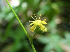 Agrimonia rostellata