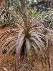 Encholirium