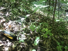 Agrimonia rostellata