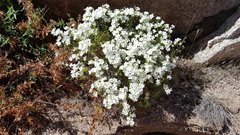 Leptosiphon floribundus glaber