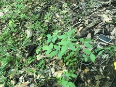 Agrimonia rostellata