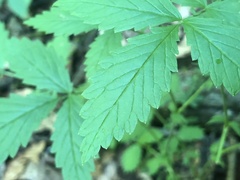 Agrimonia rostellata