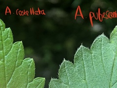 Agrimonia rostellata