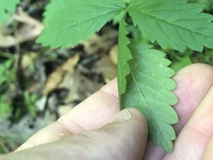 Agrimonia rostellata