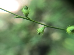 Agrimonia rostellata