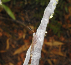 Perlamantis alliberti