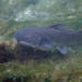 White Bullhead - Photo (c) Mike Gigliotti, some rights reserved (CC BY-NC), uploaded by Mike Gigliotti