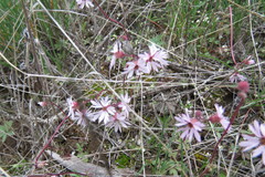 Lithophragma glabrum