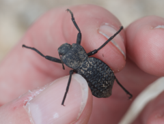 Philolithus morbillosus