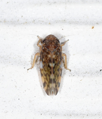 Xestocephalus similis