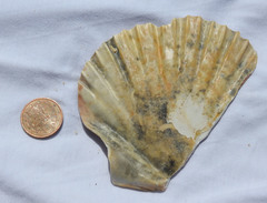 Pecten jacobaeus